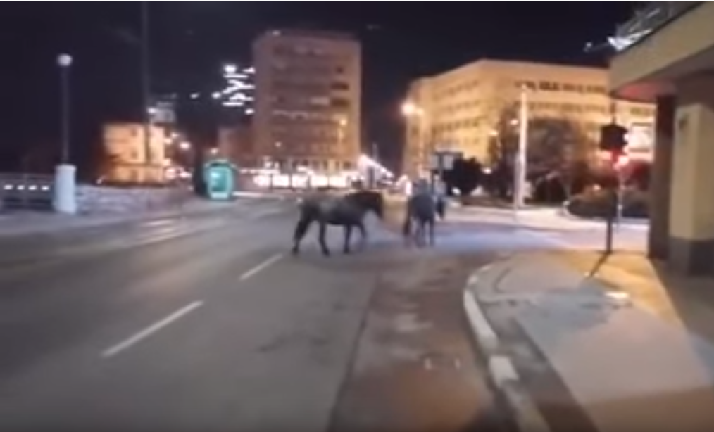 <span style='color:red;'><b>DIVLJI KONJI</b></span> PROŠETALI CENTROM SARAJEVA (VIDEO)